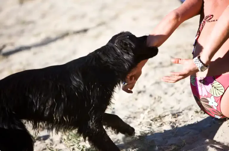 Is It Cruel To Punch A Dog When That Dog Tries To Bite Me?