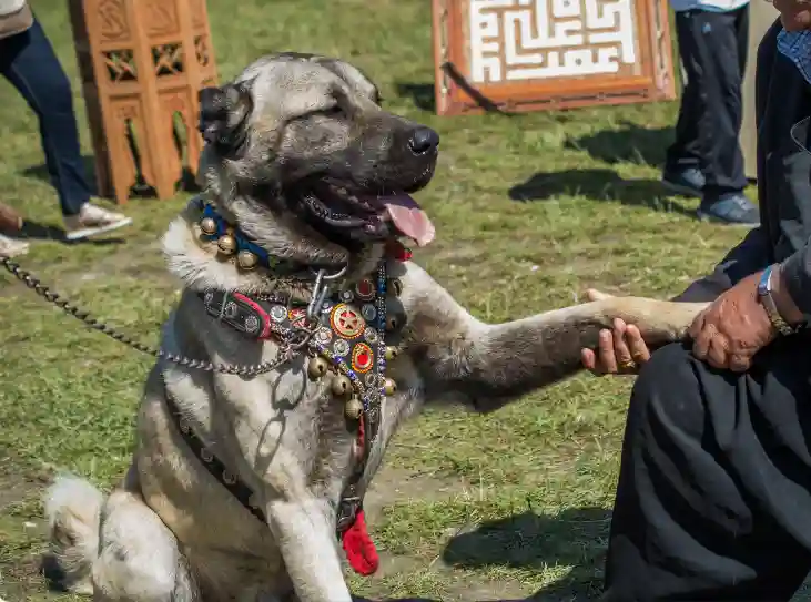 Is Turkish Kangal Aggressive