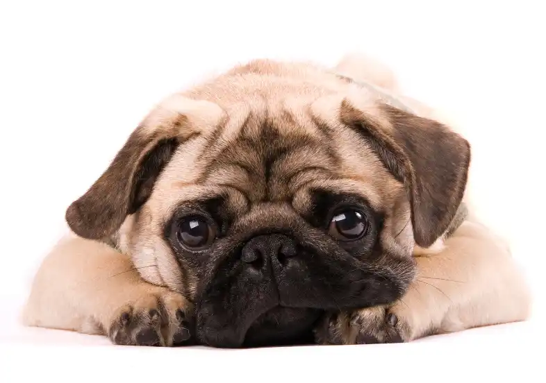 Loss Of Appetite After Deworming Dog 