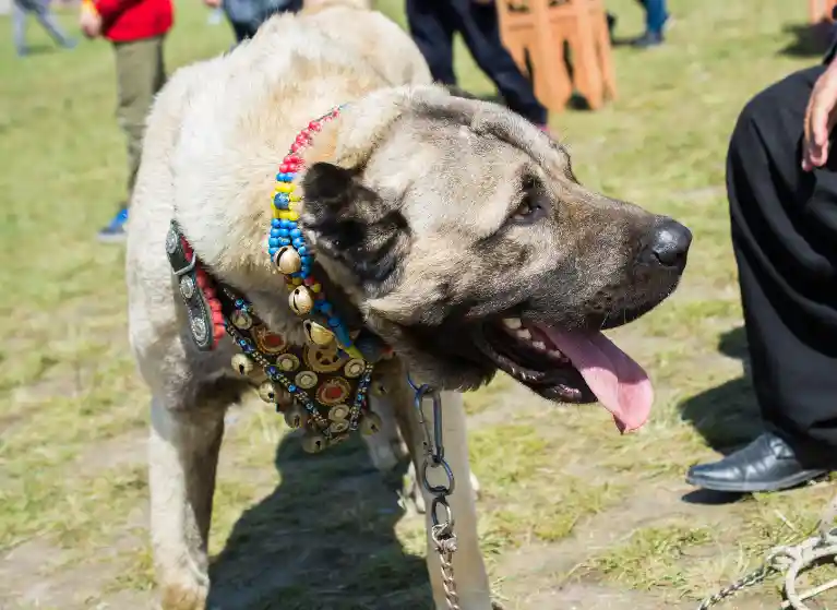 Pros Of Owning A Turkish Kangal