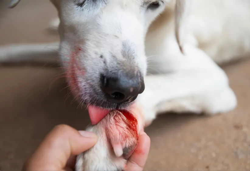 Should I Let My Dog Lick His Cut Paw