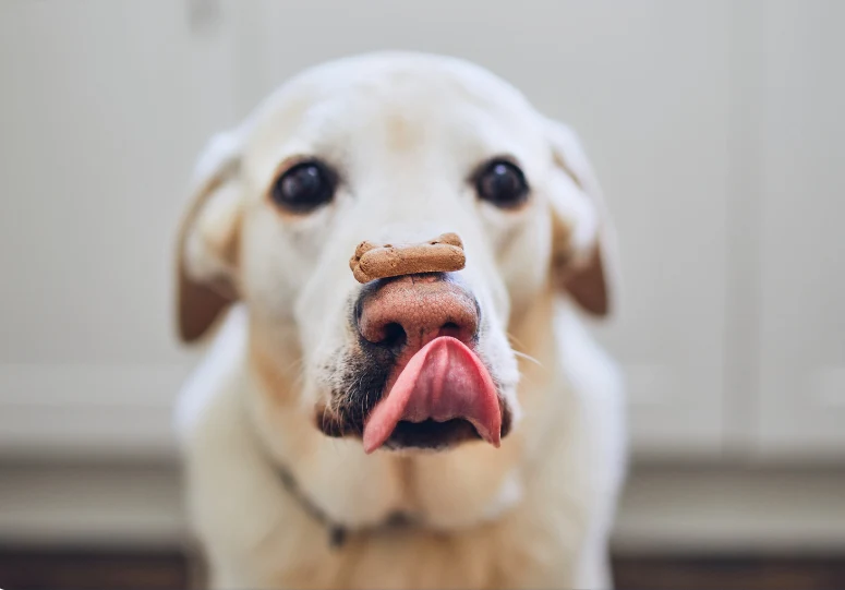 What Happens If A Dog Eats A Sour Candy