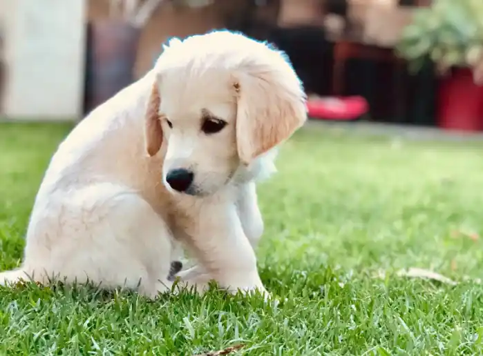 Why Has My Puppy Not Been Eating For Days After Deworming