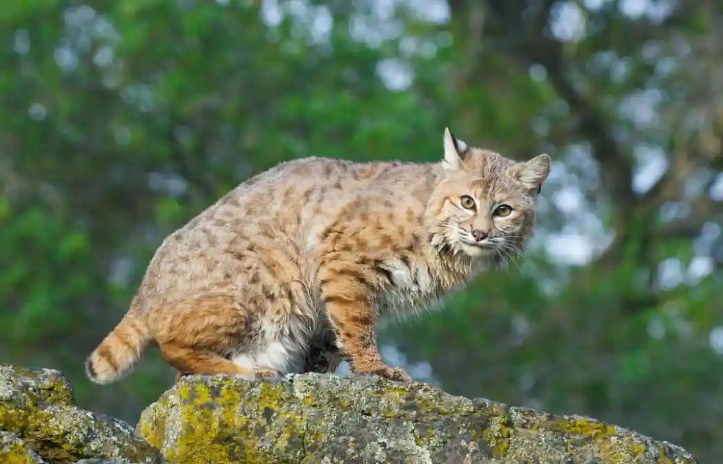 Can A Bobcat Kill Large Dogs Like Pit Bulls Or Rottweilers? [3 Tips