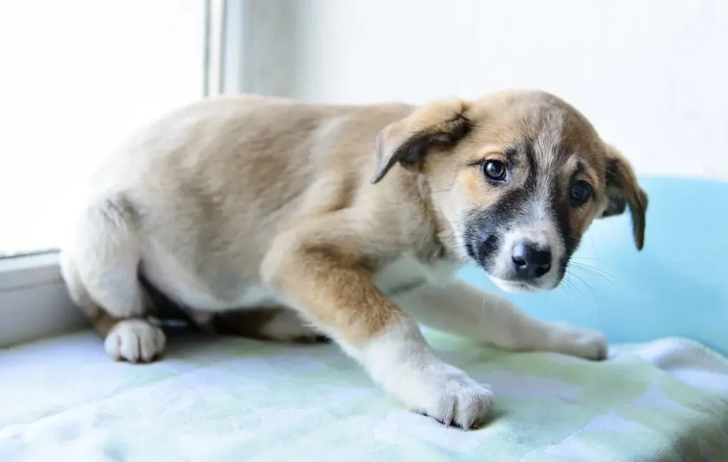 Can A Dog Be Depressed