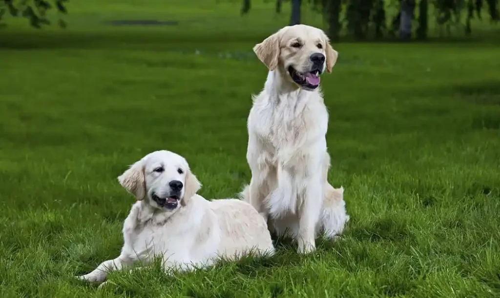 Can Dogs Hook Up When Not In Heat