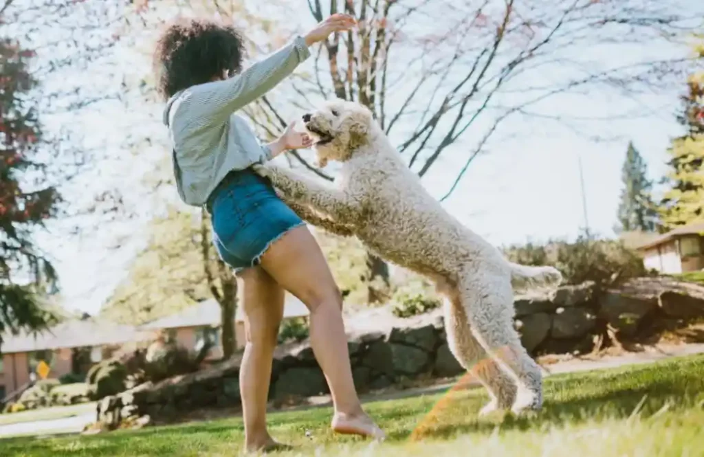 Can My Male Dog Sense Period