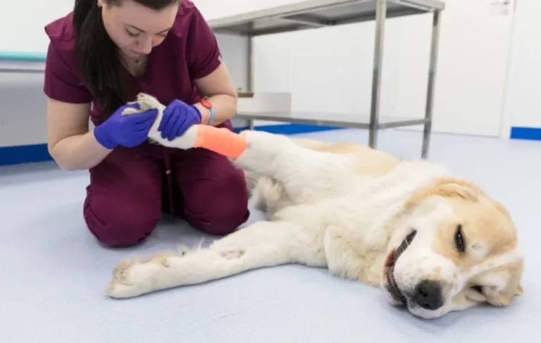 How Can I Treat My Dog's Dislocated Leg