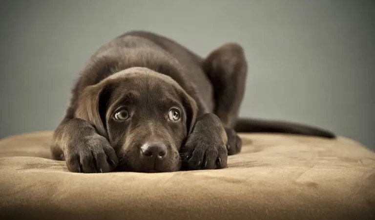 How Can You Tell If A Dog Is Mentally Challenged