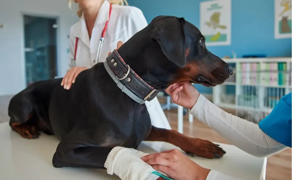 How Do You Tell If A Dog's Leg Is Dislocated