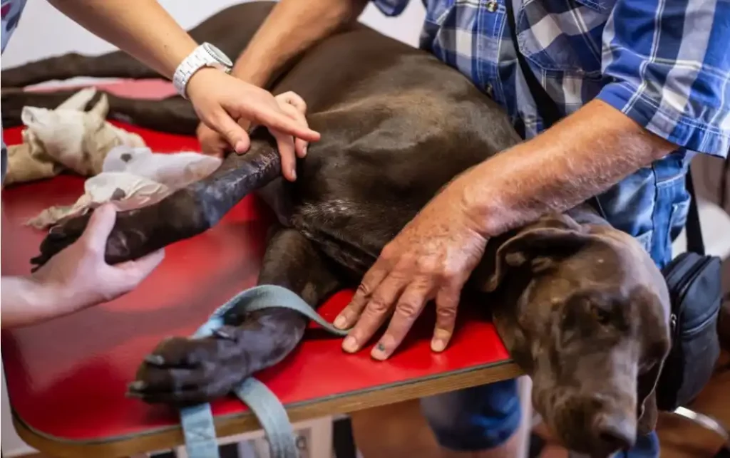 How Much Does It Cost To Fix A Dog's Dislocated Leg