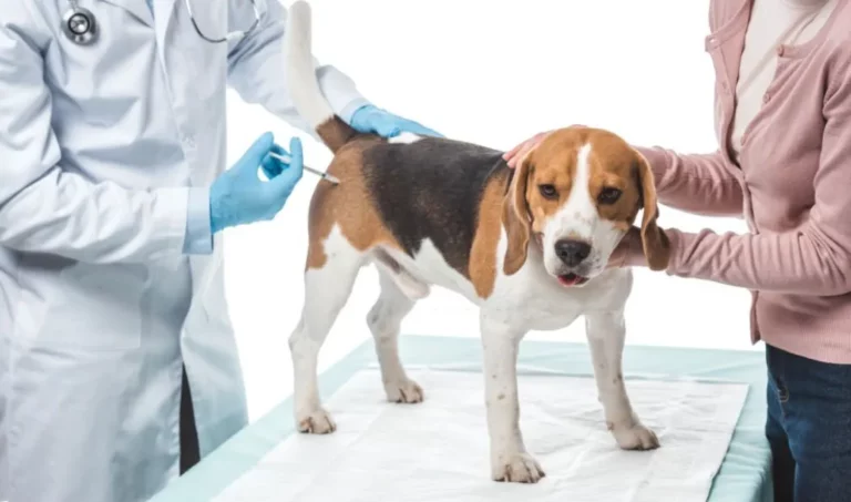 What Can I Give My Dog For Pain After Shots