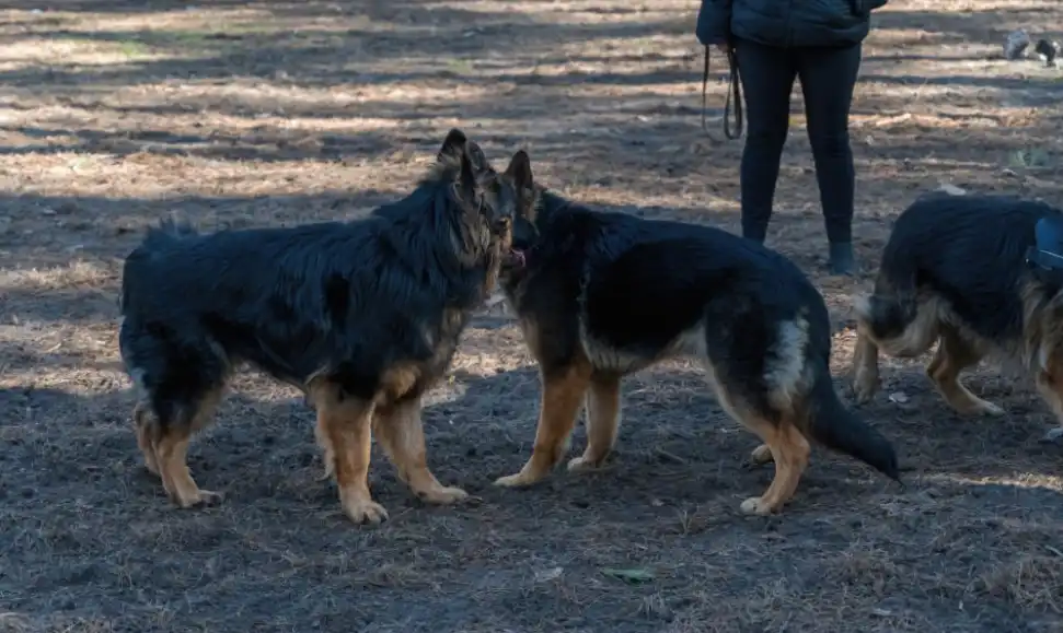 What Happens If A Female Dog Doesn't Go Into Heat