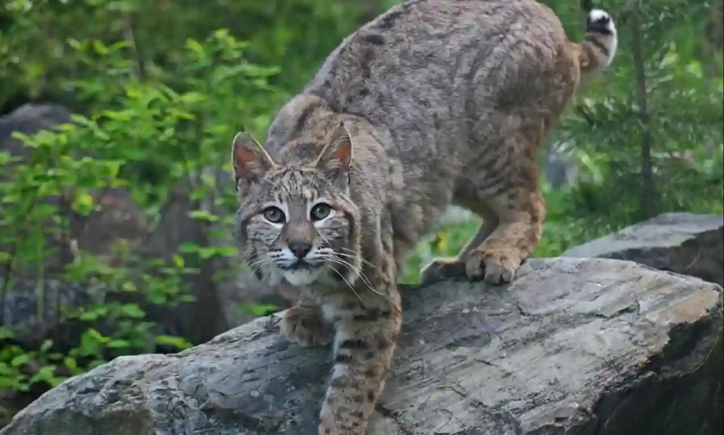What To Do In A Bobcat Attack