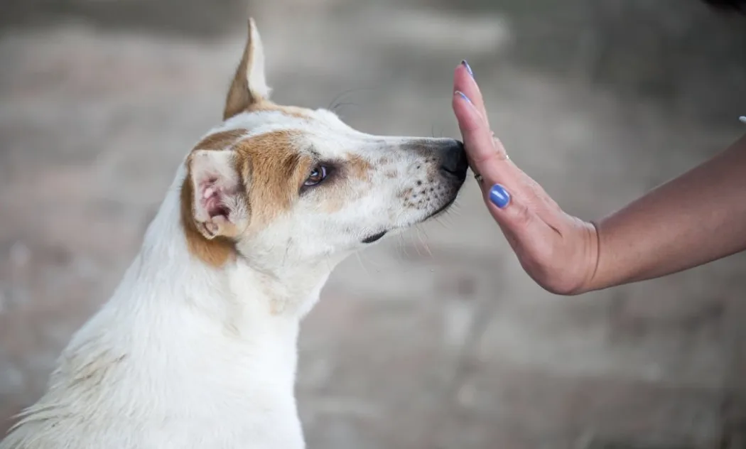 Why Does My Dog Hump Me Only During My Period? [Hidden Truth] Puppies