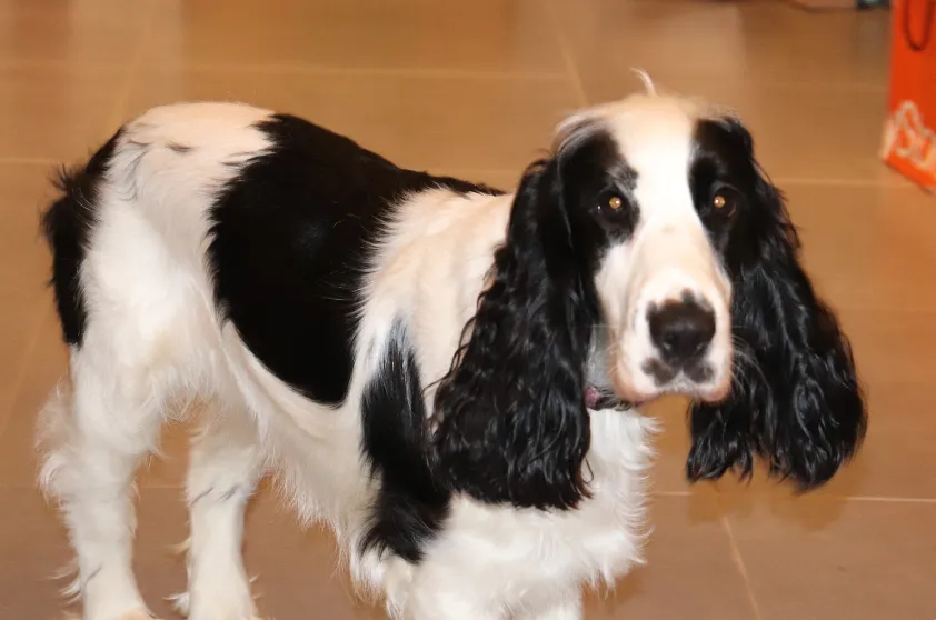 Are Male Or Female Cocker Spaniels Better