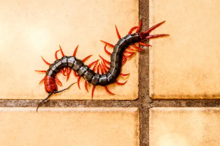 Are house centipedes poisonous to dogs