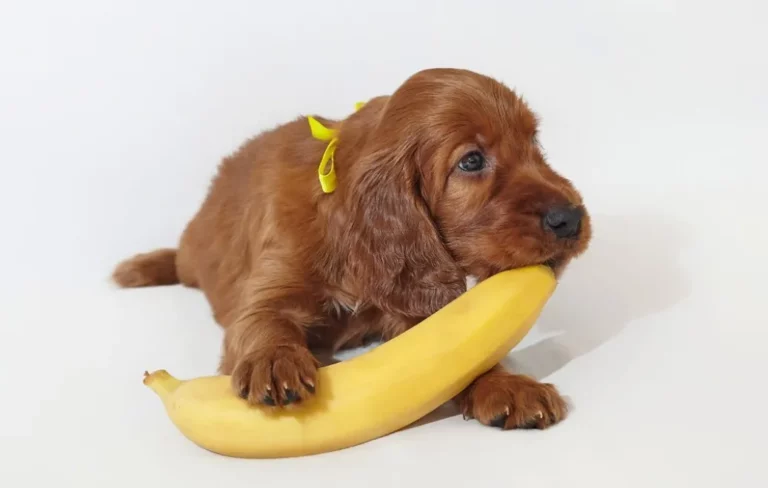 Can Dogs Eat Bananas