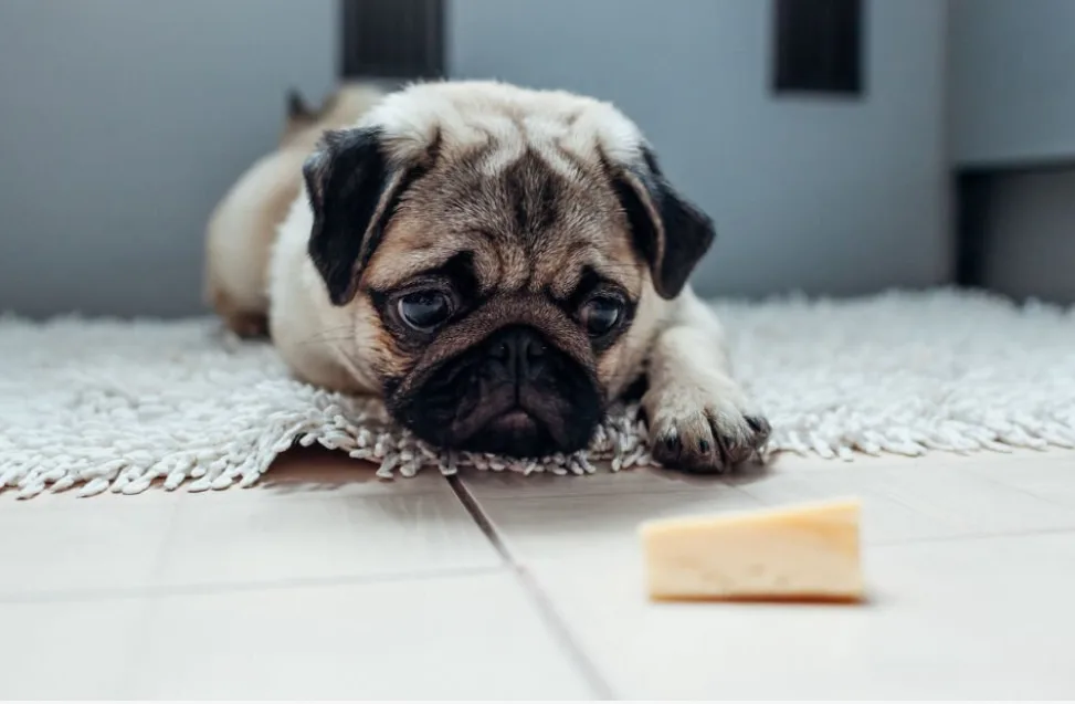 Can Dogs Eat Cheese