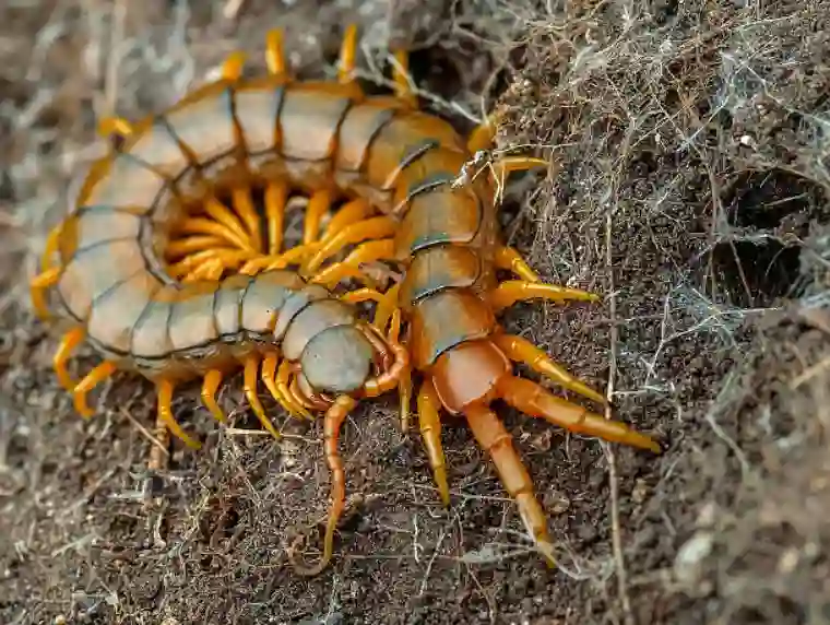 Can Dogs Eat House Centipedes