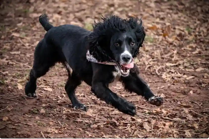 Do Cocker Spaniel Puppies Bite A Lot