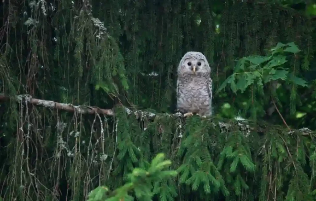 Factors that affect a dog's fear of owls