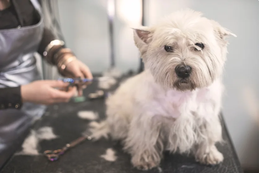 Health Problems Associated with Long Whiskers