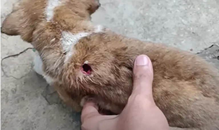 How Can I Treat A Hole In My Dog's Skin