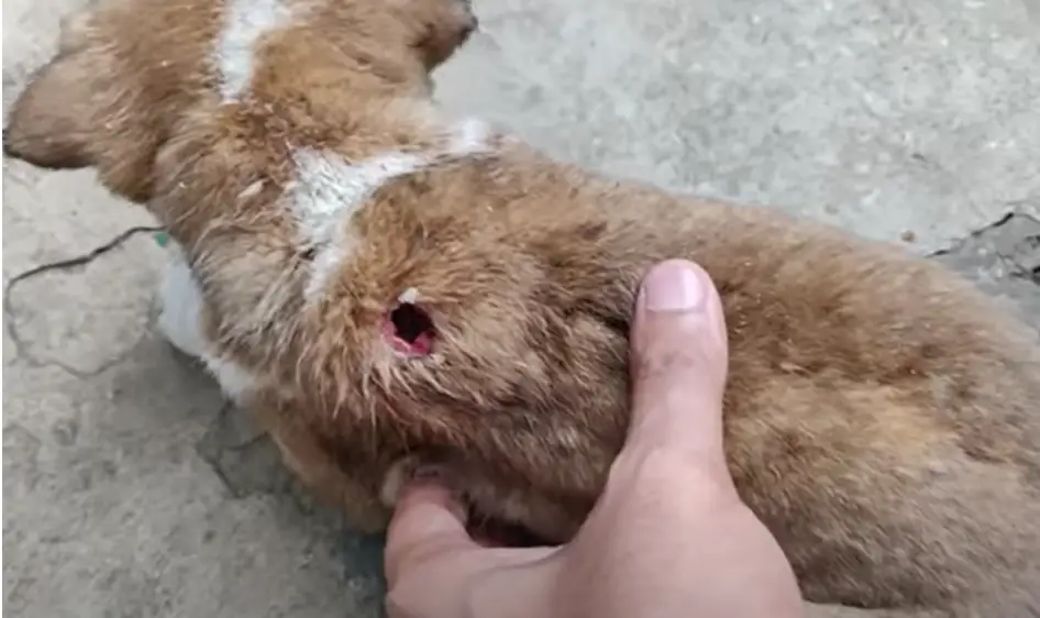 How Can I Treat A Hole In My Dog's Skin