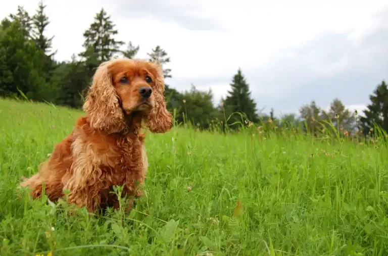How Dangerous Is A Lasalle Spaniel Puppy