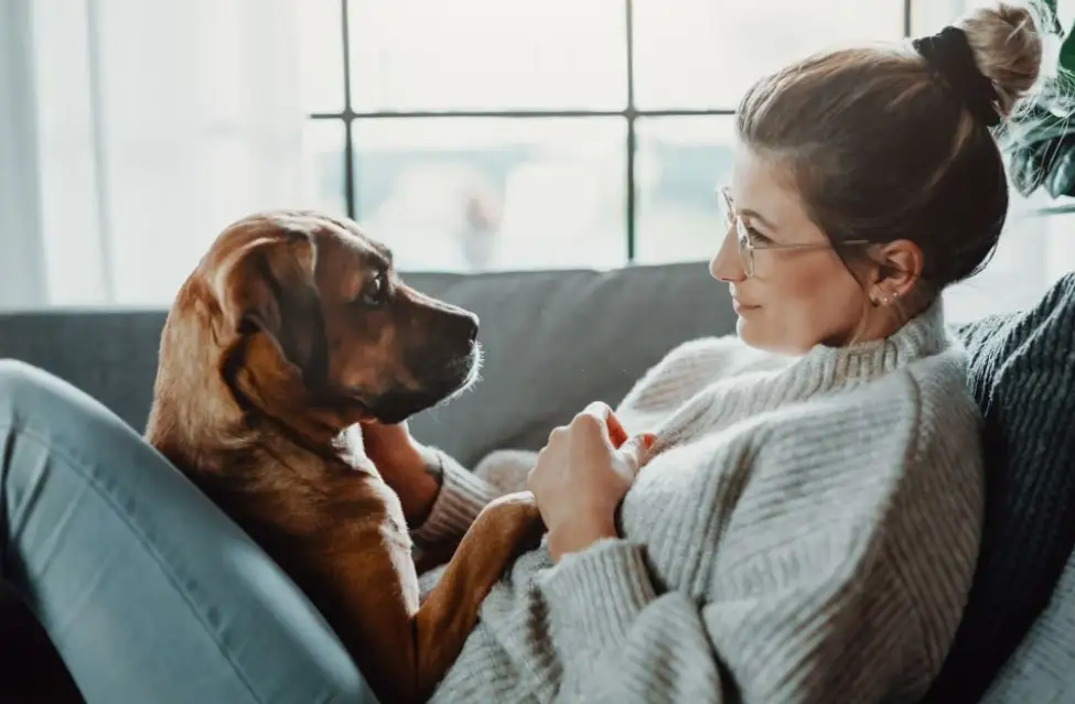 How Do Dogs Detect Human Illnesses