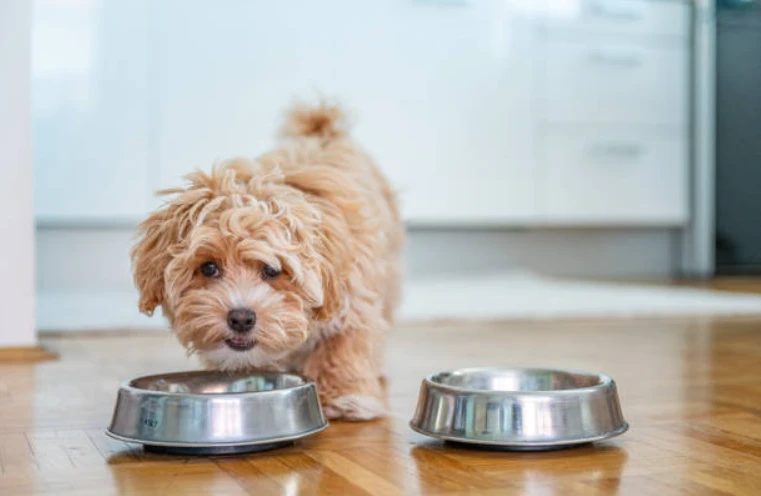 How Much Cheese Can Dogs Eat