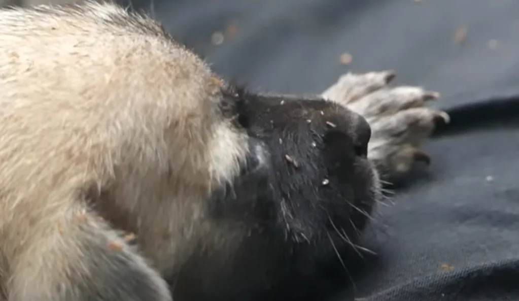 How do dog fleas affect dogs and humans