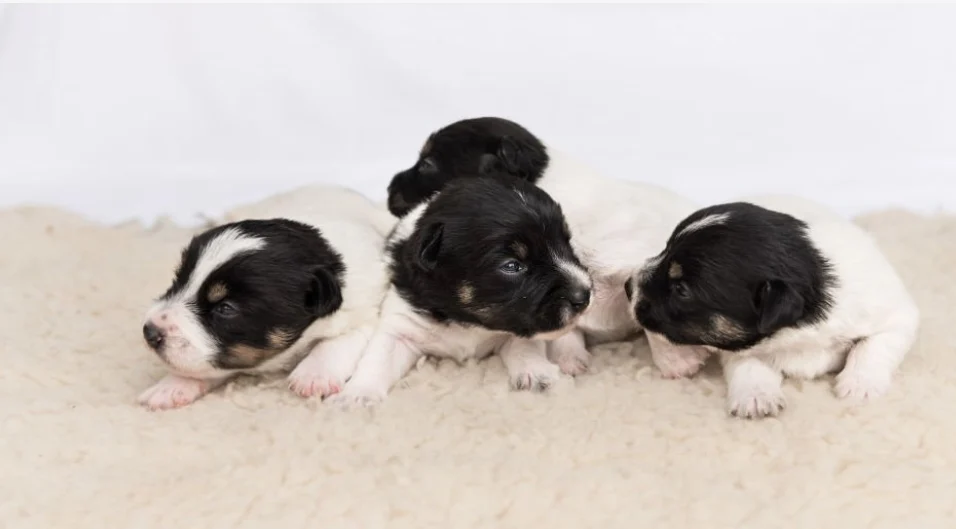 How to Prepare for a Mother Dog's Absence from Her Puppies