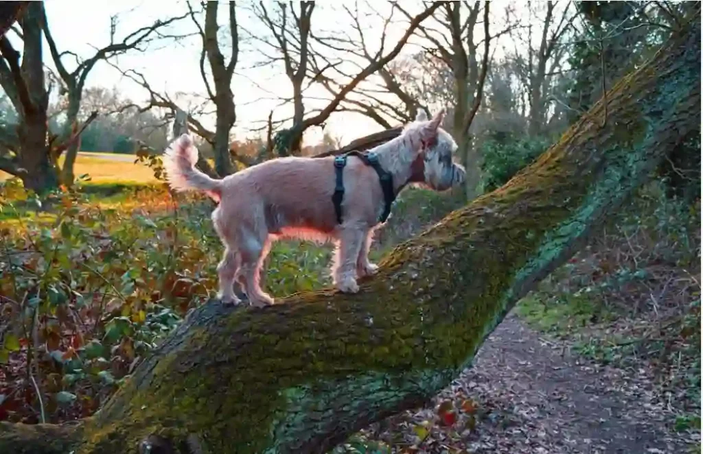The Role of Breed and Size in tree-climbing behavior