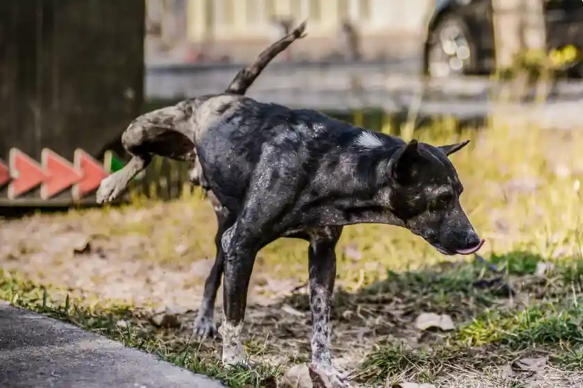 Urine sticky when a dry dog