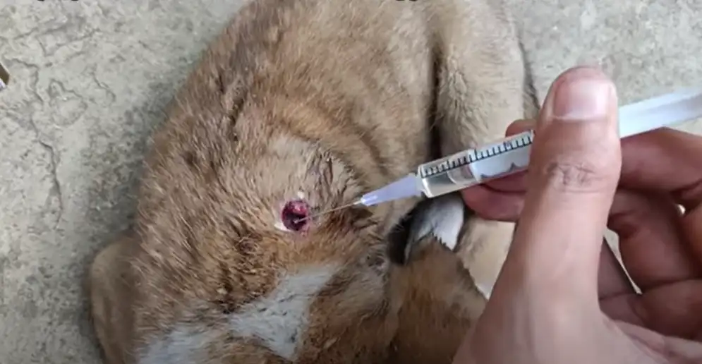 What Can You Put On An Open Wound On A Dog
