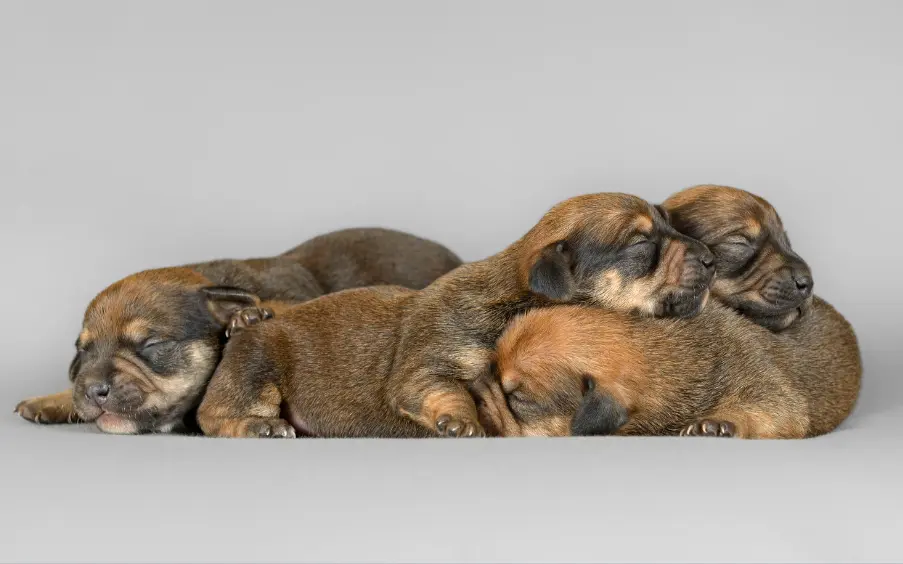 What can you do to reduce to dog keep moving her puppies?