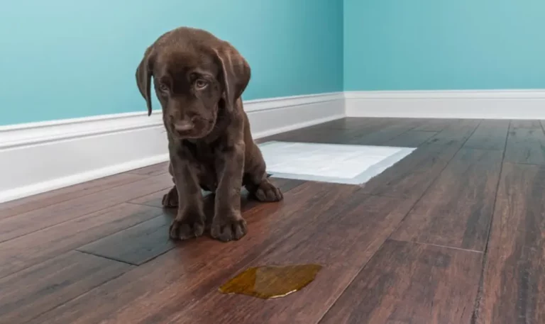 What does it mean if a dog has sticky urine