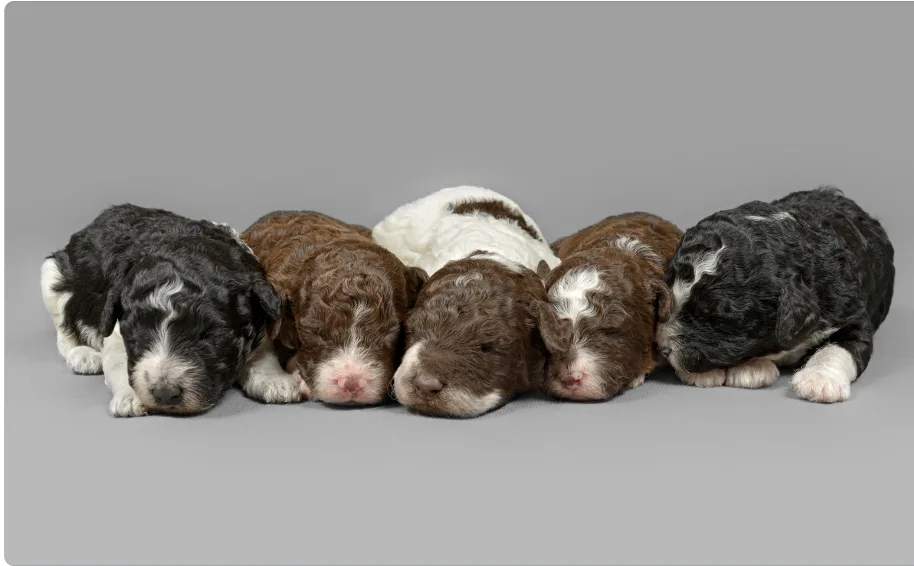 What should I do when my female dog hides her puppies