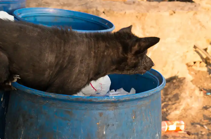 Why Are Dogs Attracted To Menstrual Blood