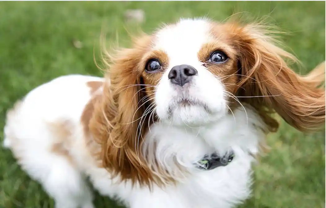 Why Are My Dog Whiskers So Long? Puppies Diary