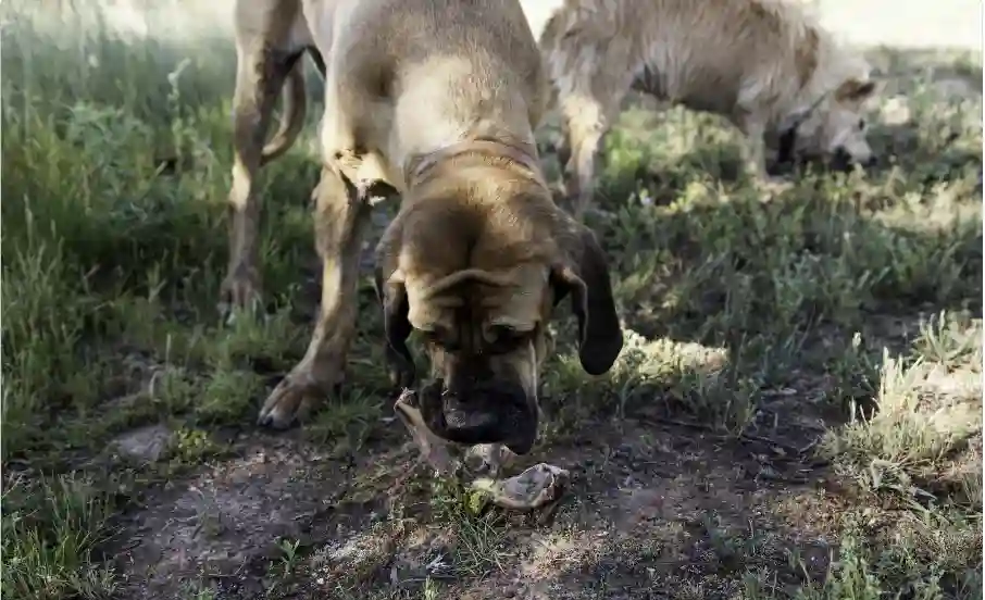 Why Does My Dog Like To Eat Sanitary Napkins From The Trash