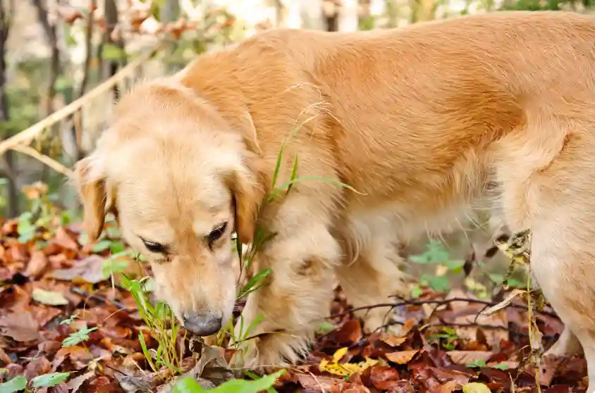 Why Does My Dog Like To Eat Sanitary Napkins From The Trash? [3 Reasons