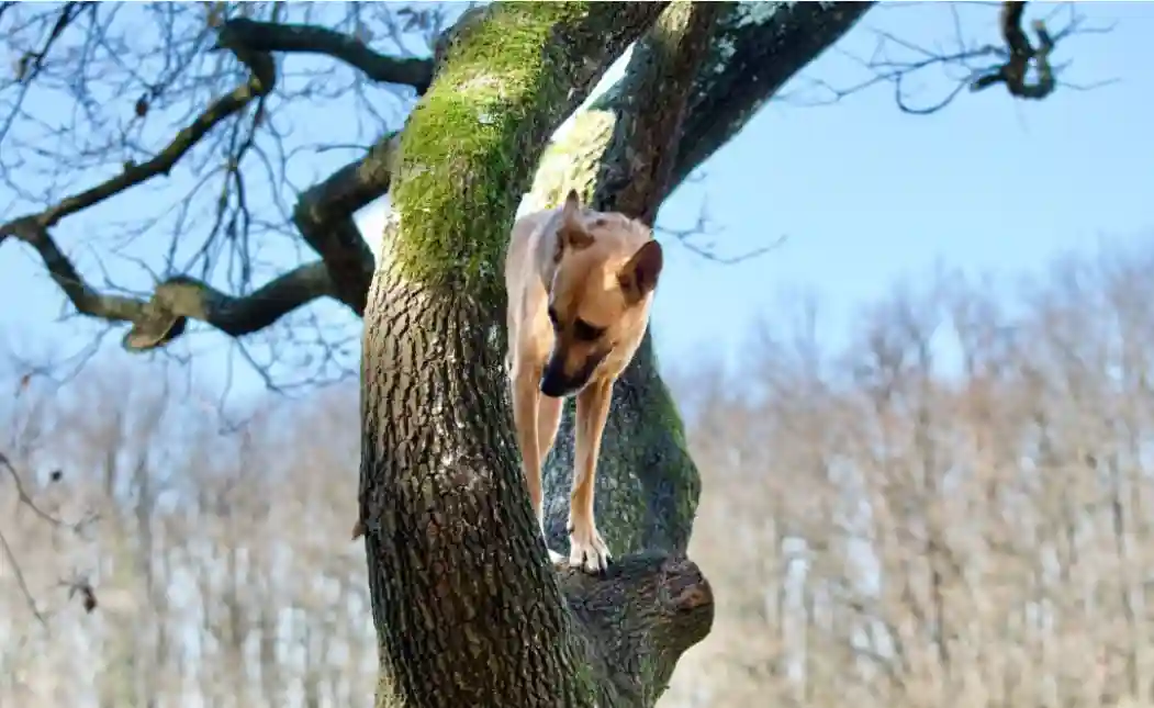 Why Do Dogs Always Climb Trees? Puppies Diary