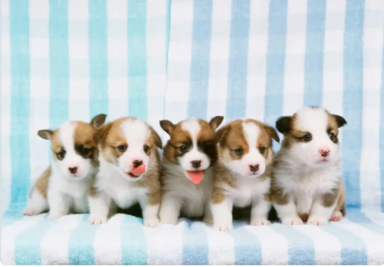 Why does my dog keep moving her puppies?