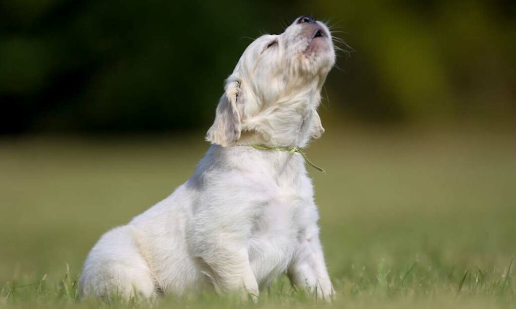 Why Is My Dog Howling All Night? 7 Reasons Exposed 2 Attention-Seeking Behavior