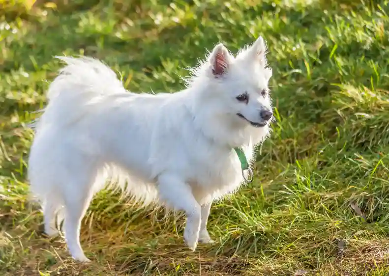 Can White Puppies Change Color as They Age