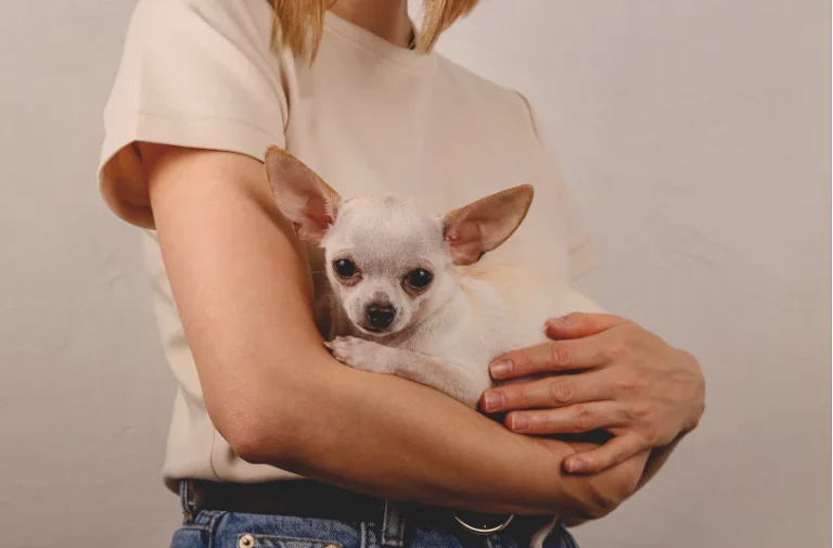 Do Puppies Like to Be Held Like a Baby