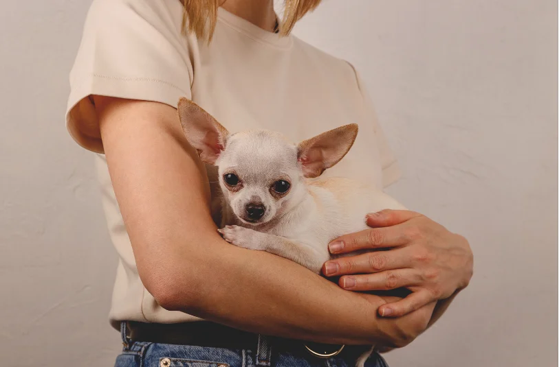 Do Puppies Like to Be Held Like a Baby
